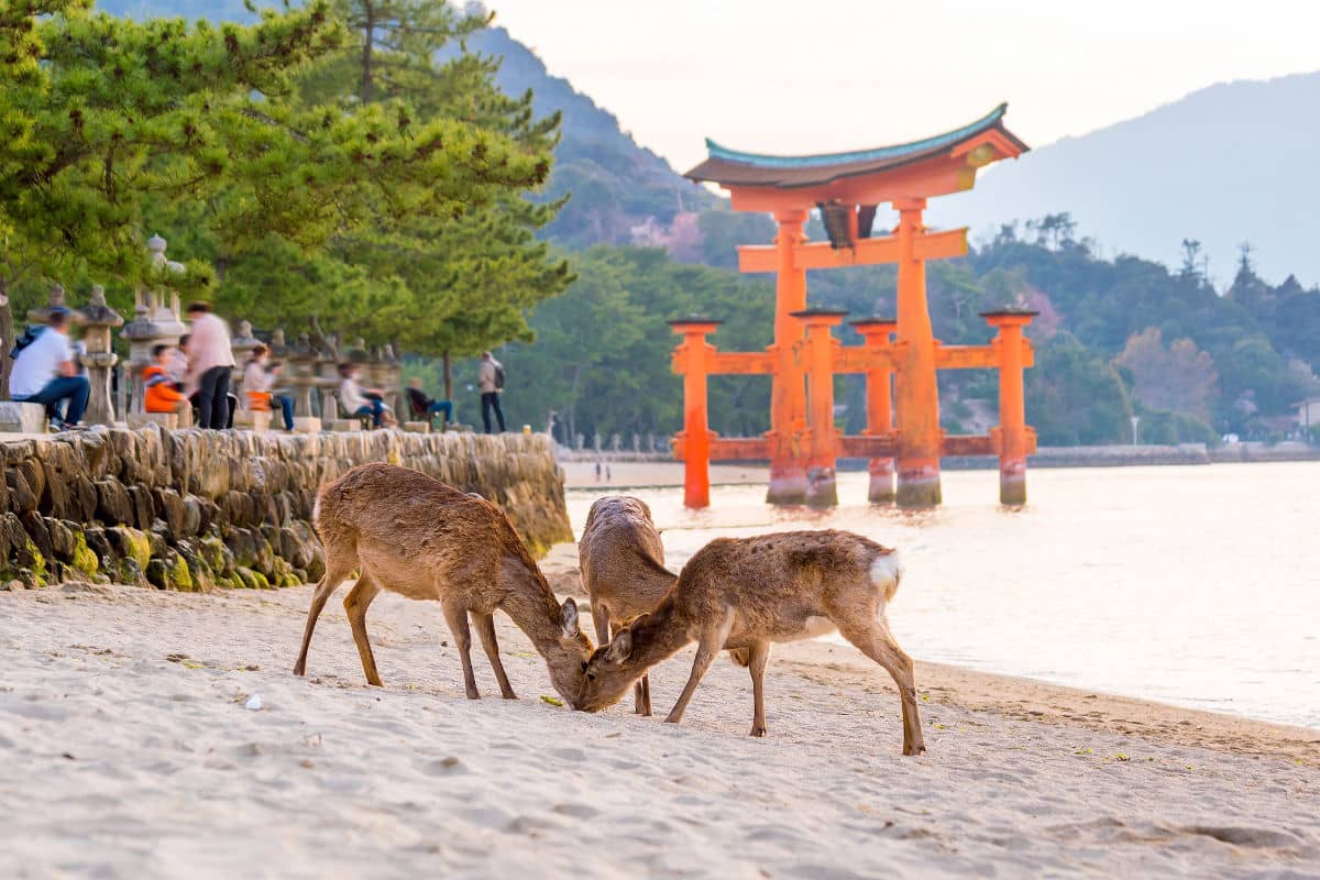 Los ciervos campan a sus anchas en Miyajima