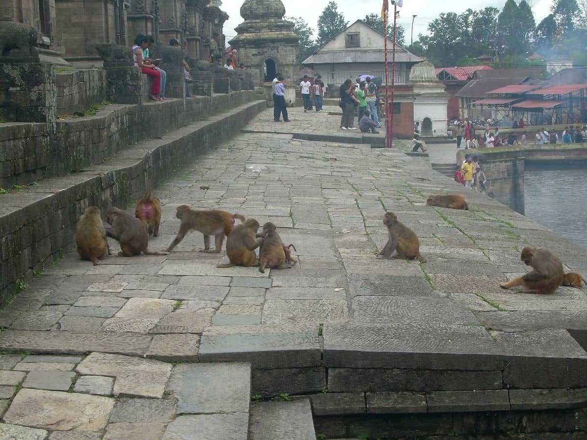 Los monos en los ghats de Pashupatinath