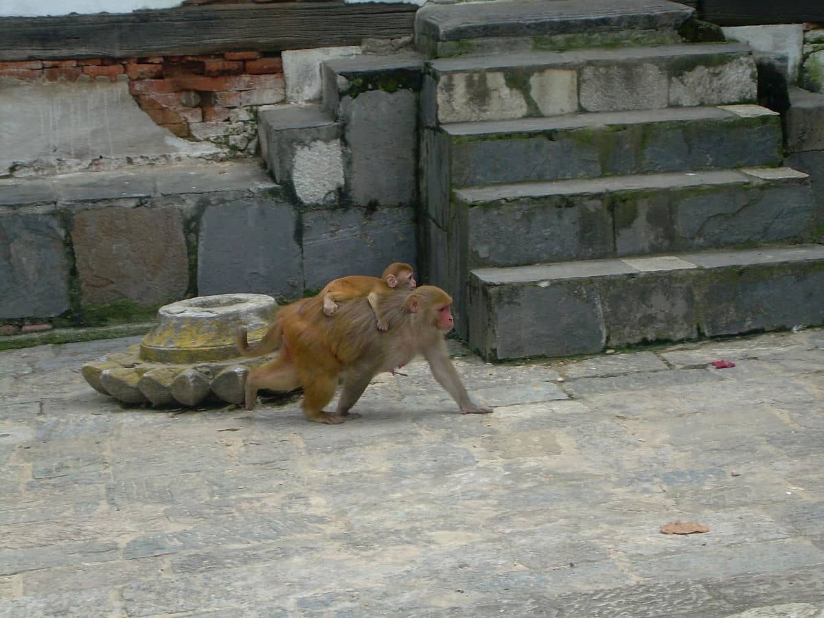 Los monos están por todas partes en Pashupatinath