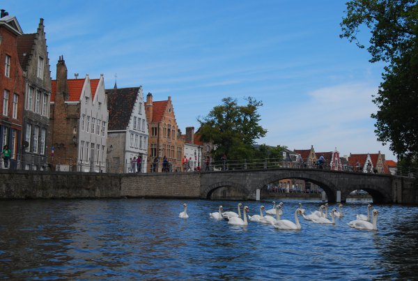 Cisnes en los canales de Brujas