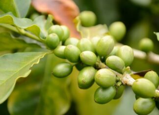 Café de la finca San Alberto