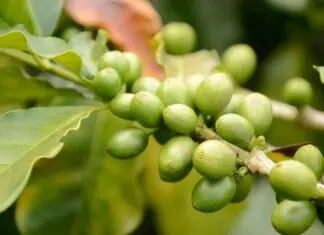 Café de la finca San Alberto