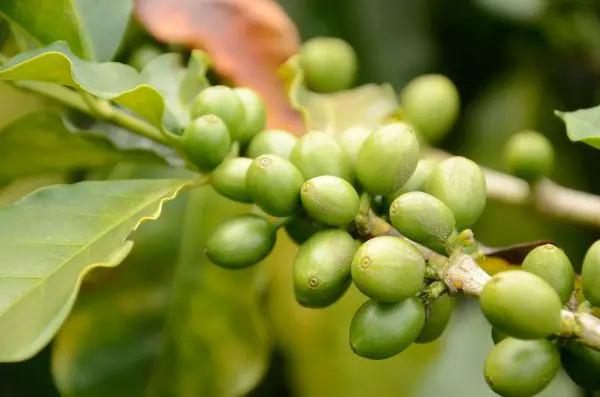Ojalá que llueva café… pero de Colombia Café de la finca San Alberto