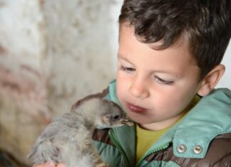 Teo y el pollito en la Granja La Cuesta de Santa Marina