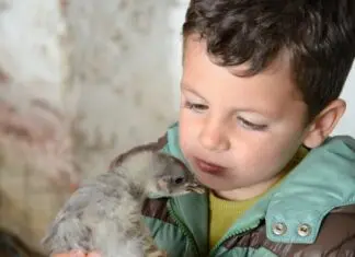 Granjero por un día en Asturias Teo y el pollito en la Granja La Cuesta de Santa Marina