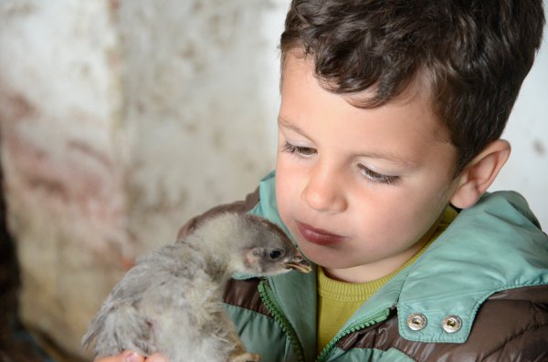 Teo y el pollito en la Granja La Cuesta de Santa Marina