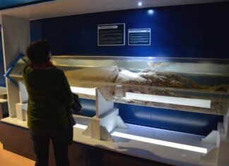 Museo del Calamar Gigante de Luarca