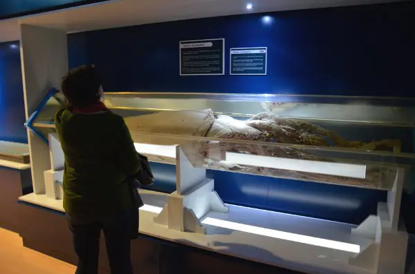 Luarca, el Centro del Calamar Gigante y los acantilados Museo del Calamar Gigante de Luarca