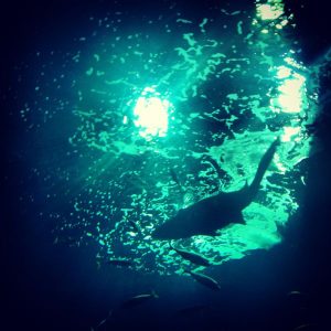 Acuario de Gijón