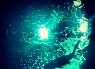 Tiburón toro en el Acuario de Gijón
