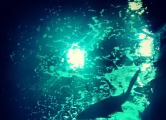 Déjà vu submarino en el Acuario de Gijón Tiburón toro en el Acuario de Gijón