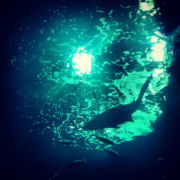 Déjà vu submarino en el Acuario de Gijón Tiburón toro en el Acuario de Gijón