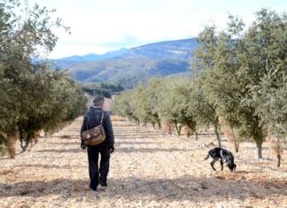 La fiebre del oro negro, buscando trufa negra en Castellón Cómo buscar trufa negra en Castellón