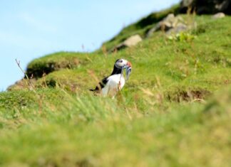Fotos de Islas Feroe. Mykines, frailecillo con pescado
