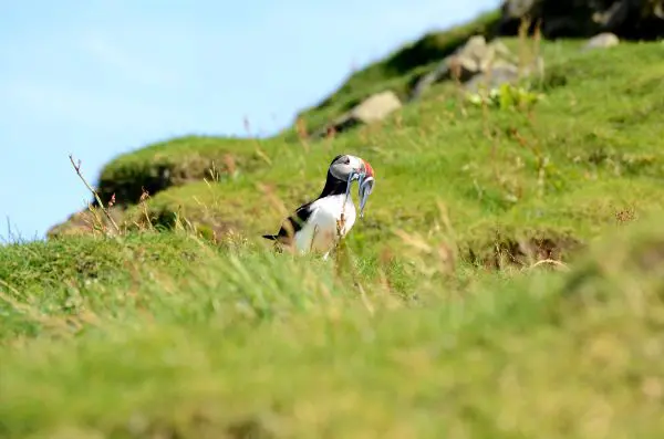 Fotos de Islas Feroe. Mykines, frailecillo con pescado