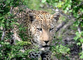 Fotos viaje a Sudáfrica, leopardo en Kruger