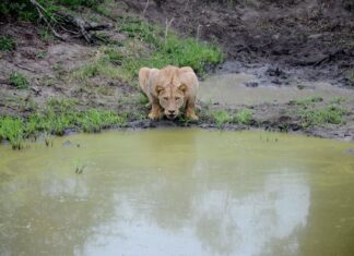 Fotos Parque Kruger Sudáfrica, leona bebiendo