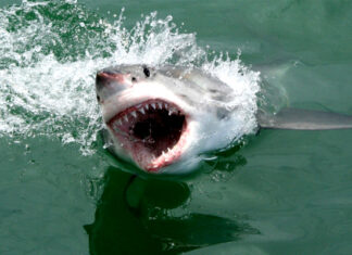 Fotos de bucear con tiburon blanco en Sudafrica, salto