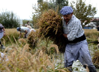Fotos Delta del Ebro. Siega del arroz
