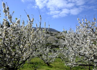 Fotos del Valle del Jerte en Caceres. Floración de los cerezos