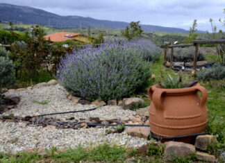 Fotos de Romangordo en Caceres, huerto de la Casa de los Aromas