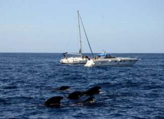 Fotos de Tenerife, ballenas junto a los barcos