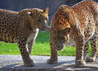 La encomiable labor de conservación de los «Big 5» de África en BIOPARC Valencia Fotos de BIOPARC Valencia, leopardos