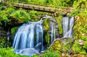 Selva Negra