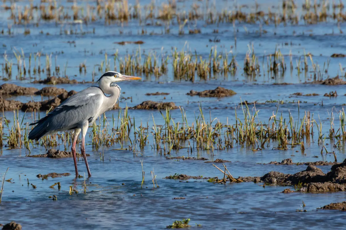 Excursion a la Albufera de Valencia