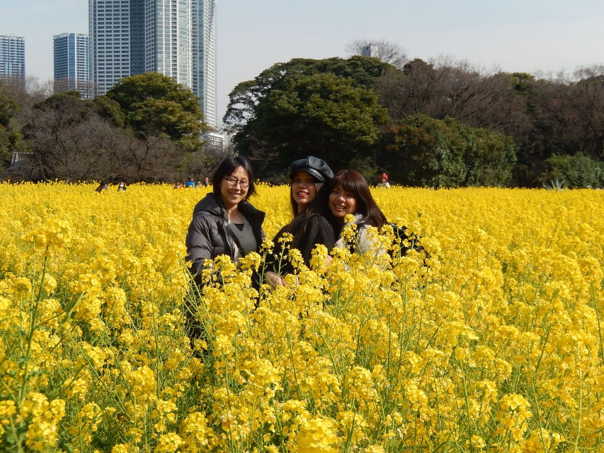 Campos de Colza en los jardines Hamarikyu de Tokio