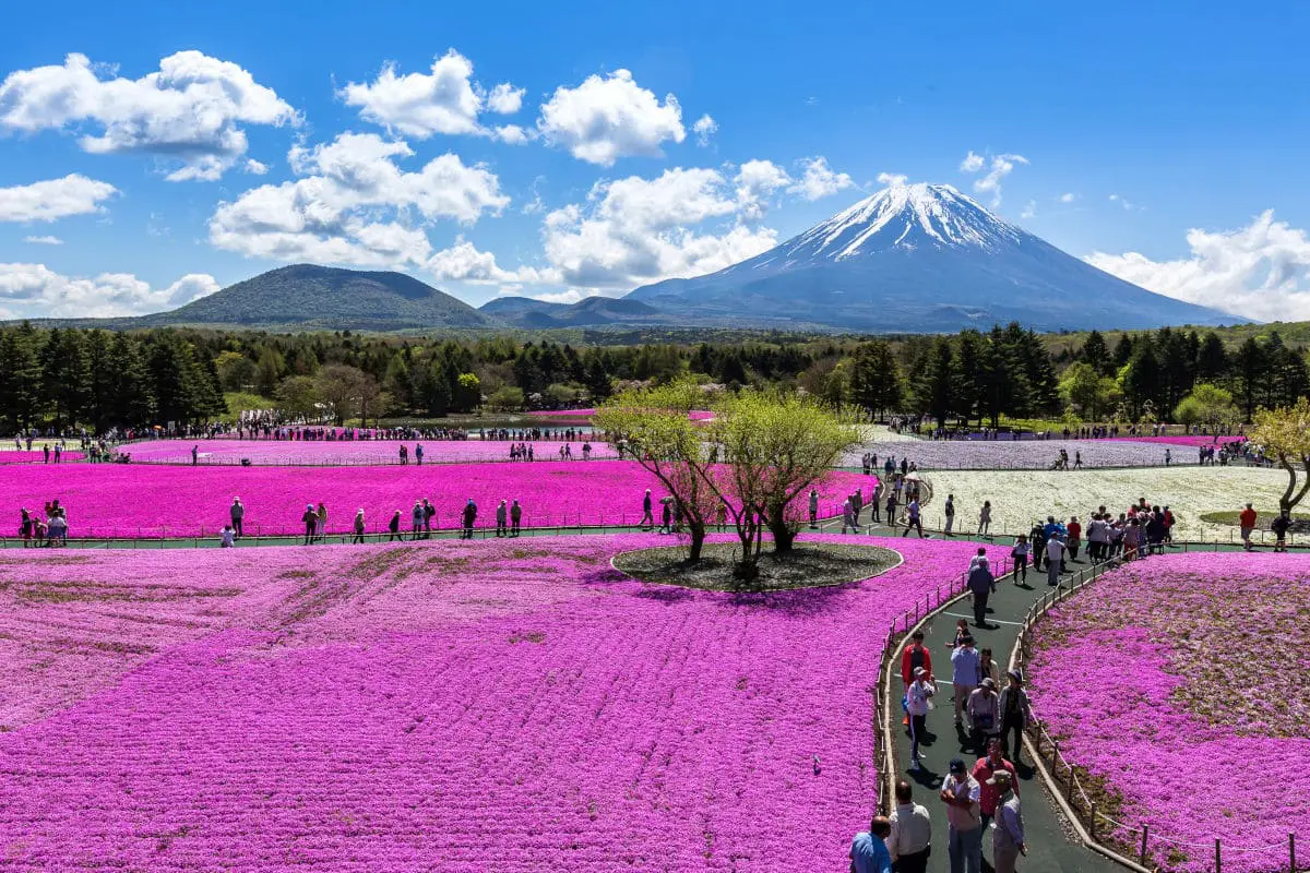 Ideas para hacer en Japon en primavera