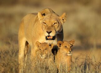 Vacaciones a Sudáfrica en familia