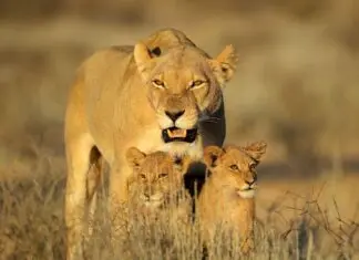 Vacaciones a Sudáfrica en familia