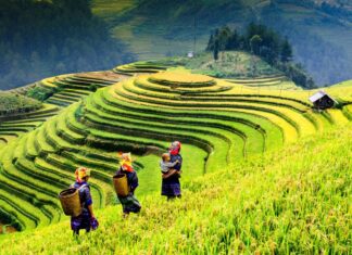 Vacunas para viajar a Vietnam