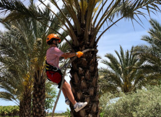 Palmerero por un día, una experiencia super auténtica que hacer en Elche con niños Subirse a una palmera en Elche, experiencia palmerero por un dia