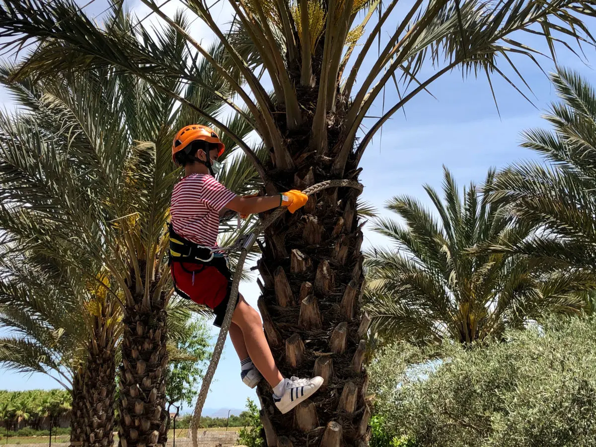 Subirse a una palmera en Elche, experiencia palmerero por un dia