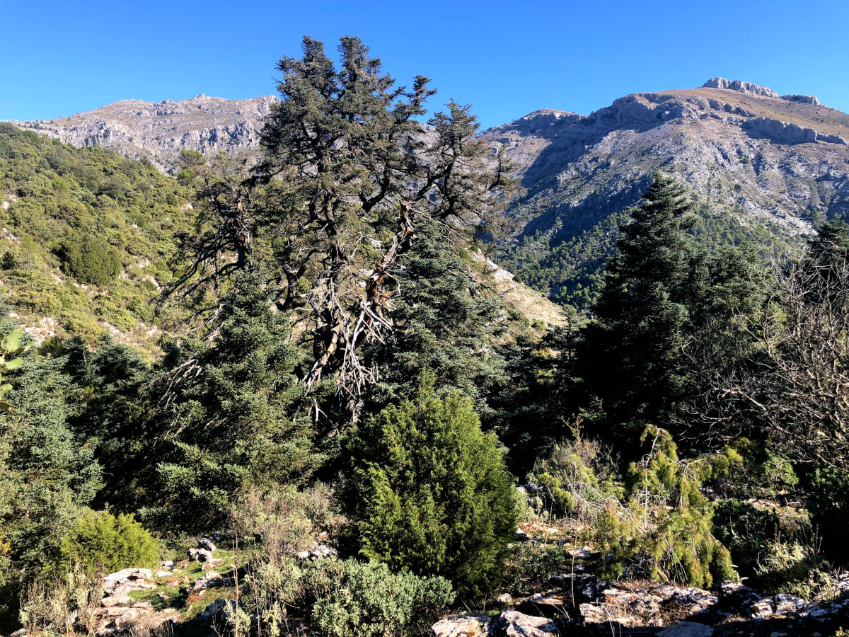 El Pinsapo de las Esclaeretas en la Sierra de las Nieves
