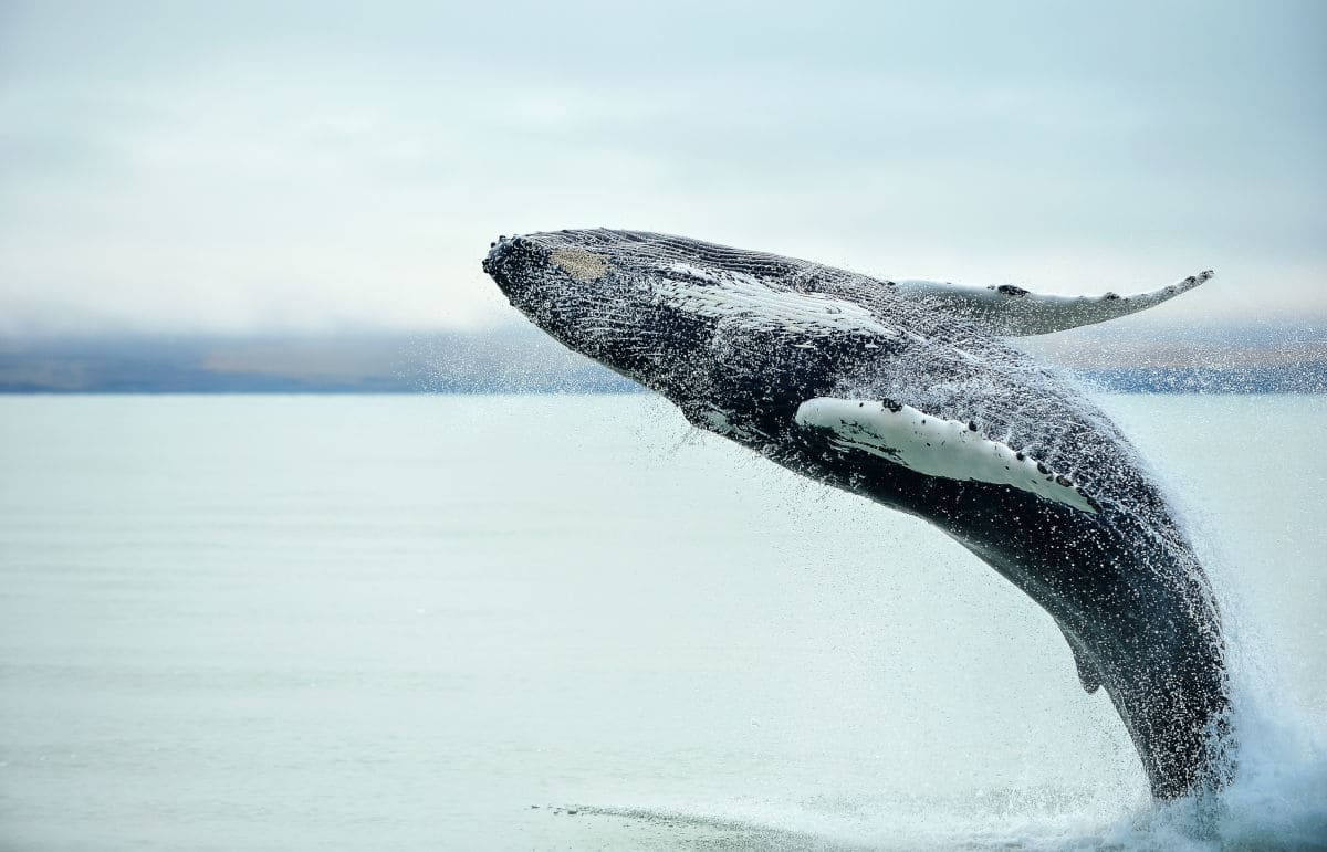 Avistamiento de ballenas en Islandia