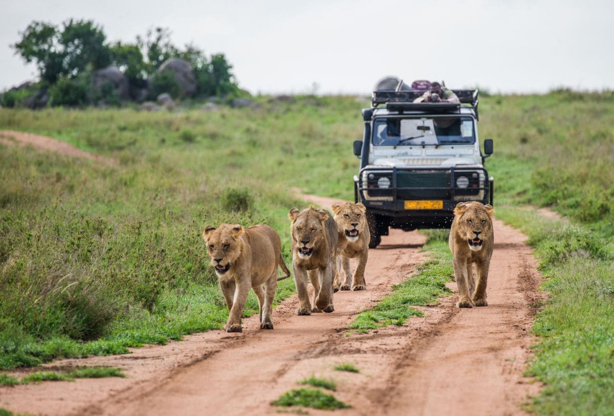 Safari para ver animales en Kenia