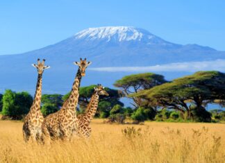 Experiencias que más se disfrutan en los viajes a Kenia Sitios que visitar en Kenia