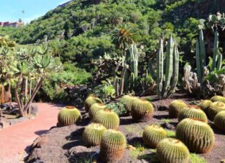 Ideas diferentes que hacer en Las Palmas de Gran Canaria