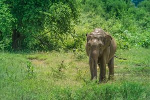 Sri Lanka