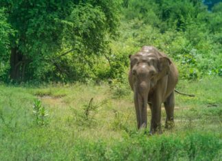 Itinerario para un viaje a Sri Lanka con niños Elefante en el Parque Nacional de Yala en Sri Lanka