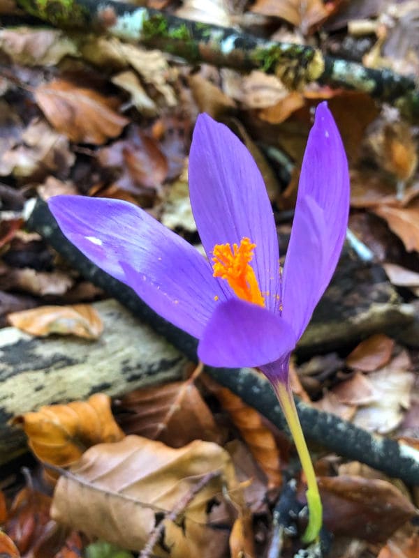 Flor en la Selva de Irati Navarra