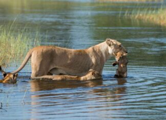 Botswana en 20 preguntas/respuestas Guia para preparar tu viaje a Botswana