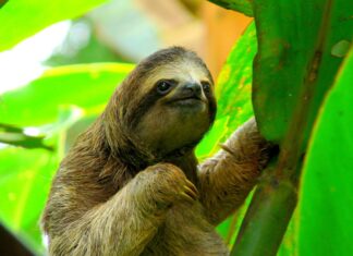 Planes que hacer en Costa Rica en tu primer viaje Un perezoso en mitad de la naturaleza en Puerto Viejo, Costa Rica