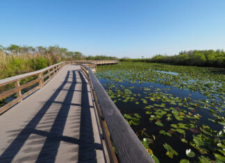 Todo lo que debes saber para visitar los Everglades en Florida Consejos para visitar el Everglades National Park