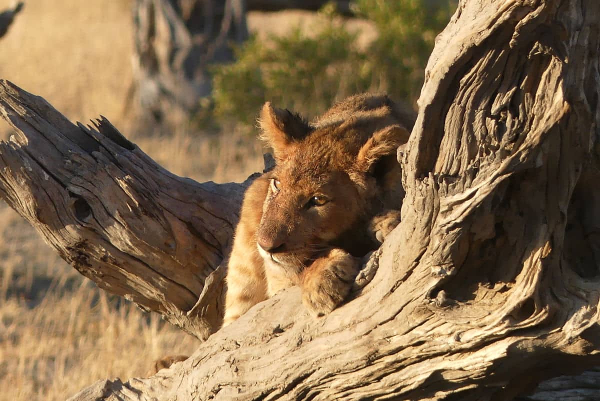 Cachorro de leon en Savuti en Botswana