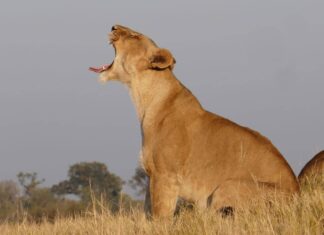 Itinerario para un viaje de safari en Botswana: los mejores lugares para ver animales Leona bostezando en Moremi, Botswana