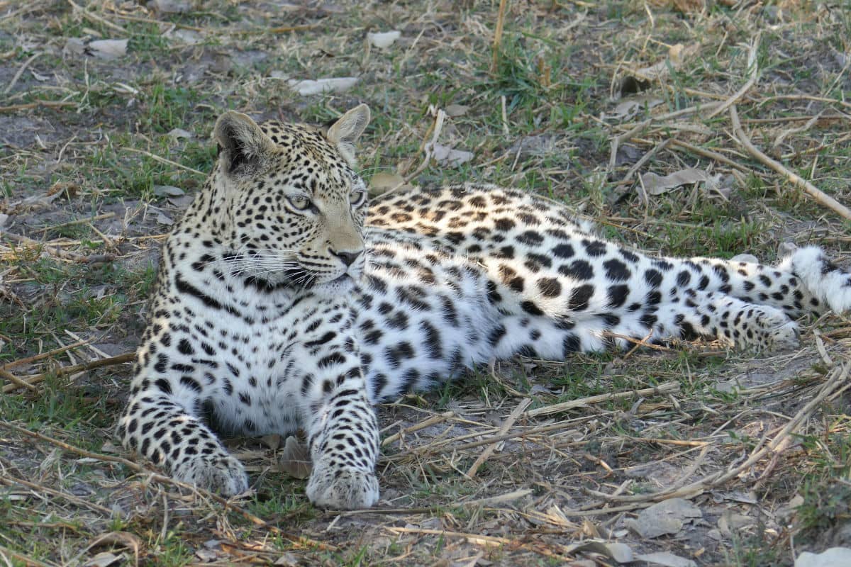 Leopardo en Moremi, Botswana